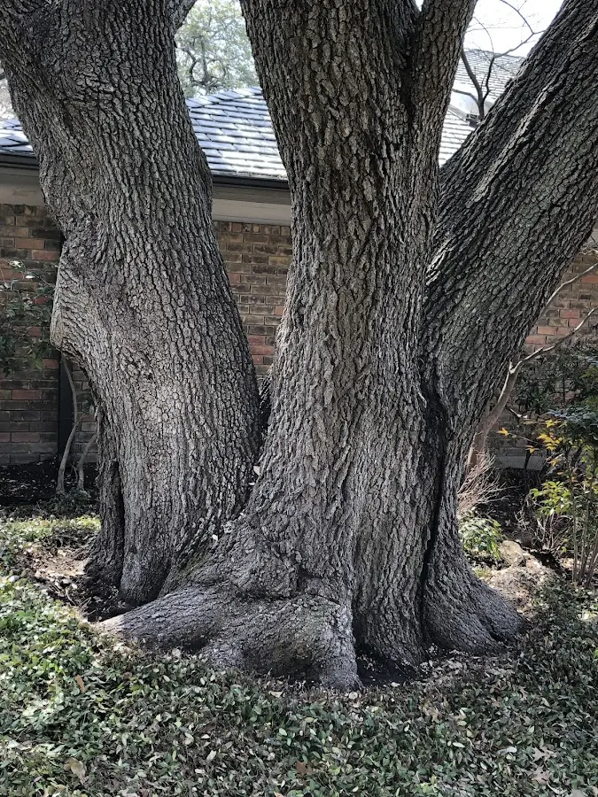 Mature heritage tree close to a West Millgrove property cared for by certified arborists